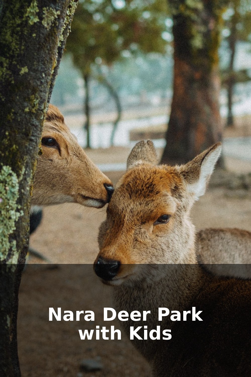 Visiting Nara Deer Park with Kids in 2026