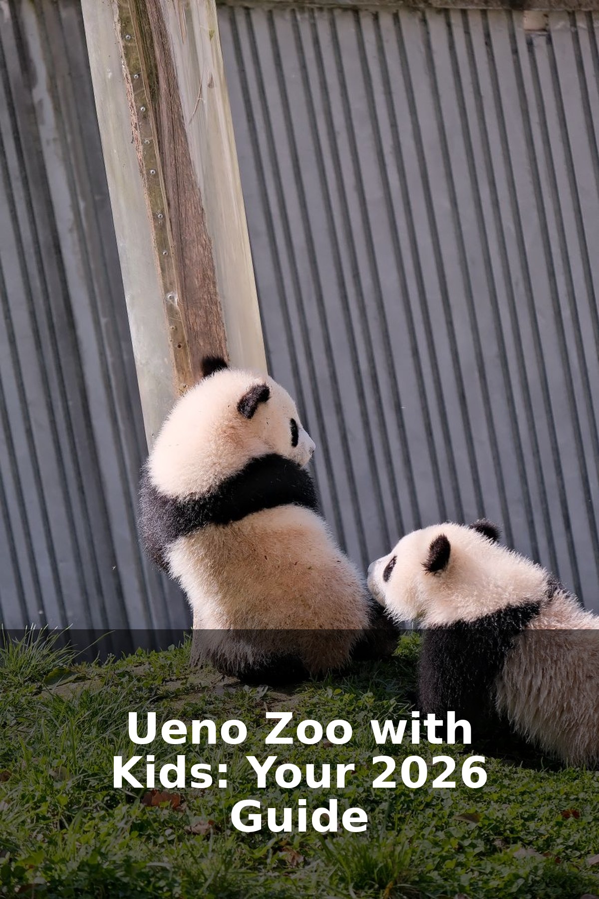 Ueno Zoo with Kids: Pandas, Tips & Nearby Family Fun (2026)